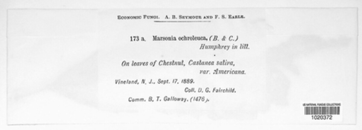 Marssonina ochroleuca image